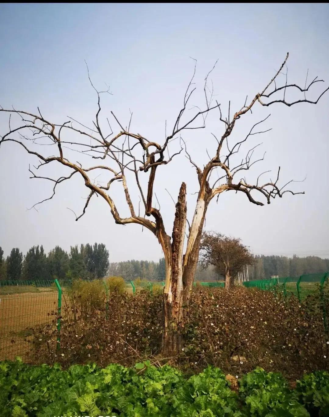 成武县古树,临武县古树