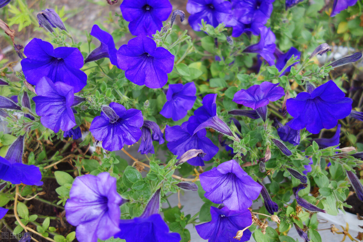 朝开夕闭一一快乐的牵牛花（散文）