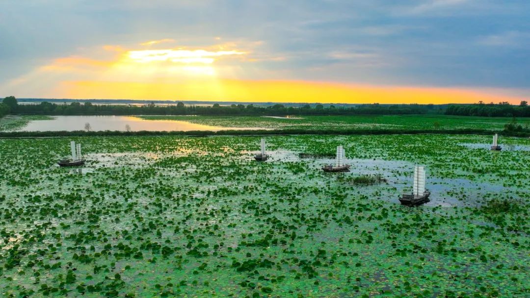 微山湖十万亩荷花争相开放,微山湖荷花大全