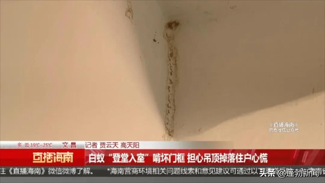 大量白蚁在家中筑巢啃噬家具，令人头皮发麻！如何防范看这里→