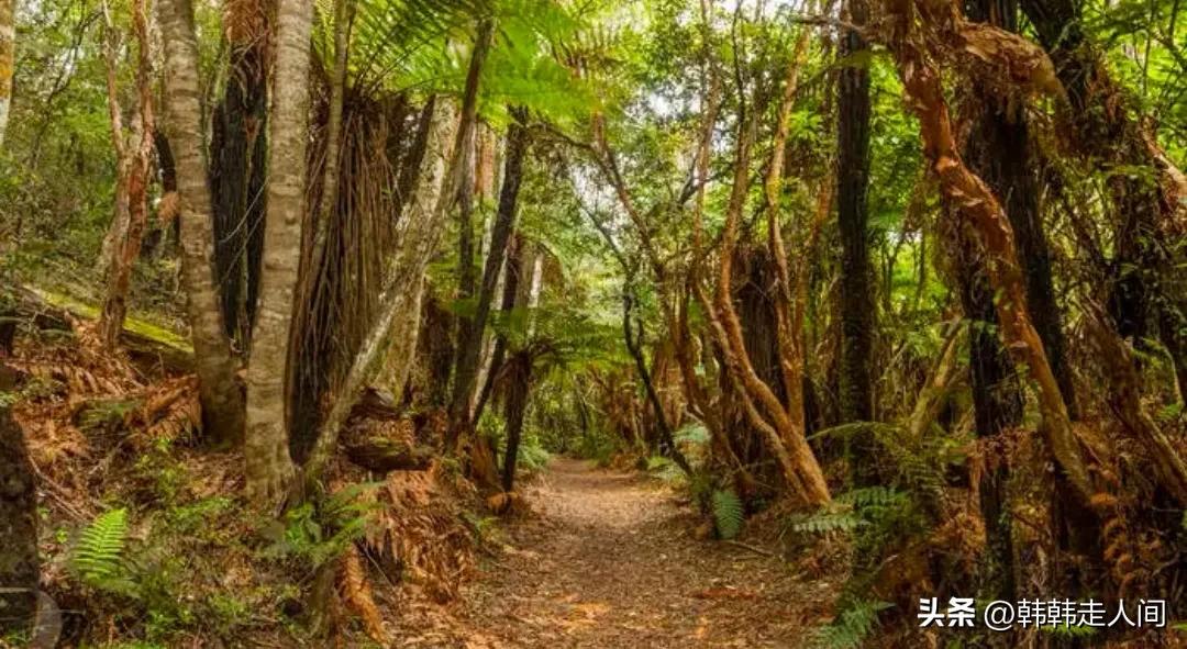 新西兰世界唯一的净土,新西兰一个隐藏的天堂
