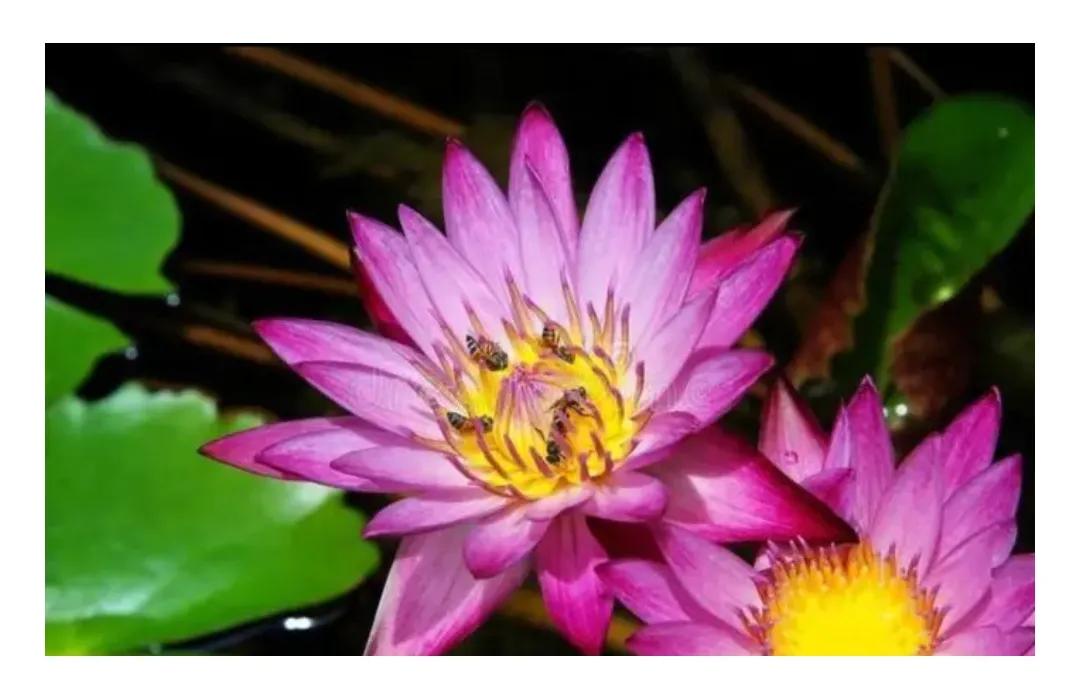 佛系智慧语,口吐莲花之语