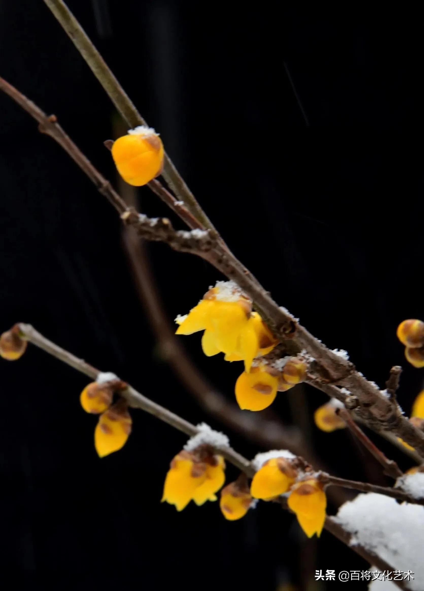 「百将文化」枝横碧玉天然瘦，恋破黄金分外香