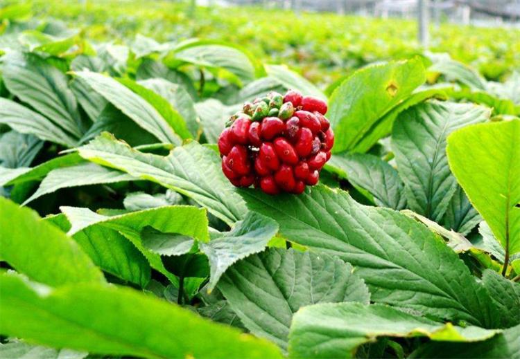 西洋参历史由来,西洋参是西方国家的吗