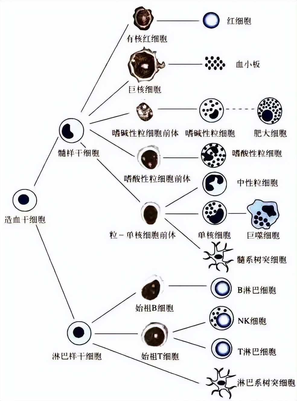 江苏发现2例罕见“黄金血型”,江苏现2例罕见黄金血型
