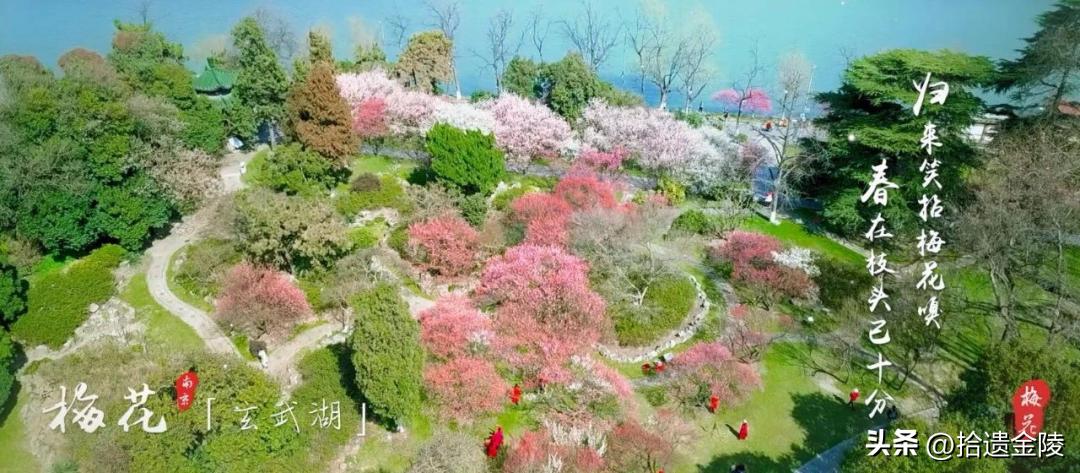 南京红梅花价格,南京的梅花是什么样的