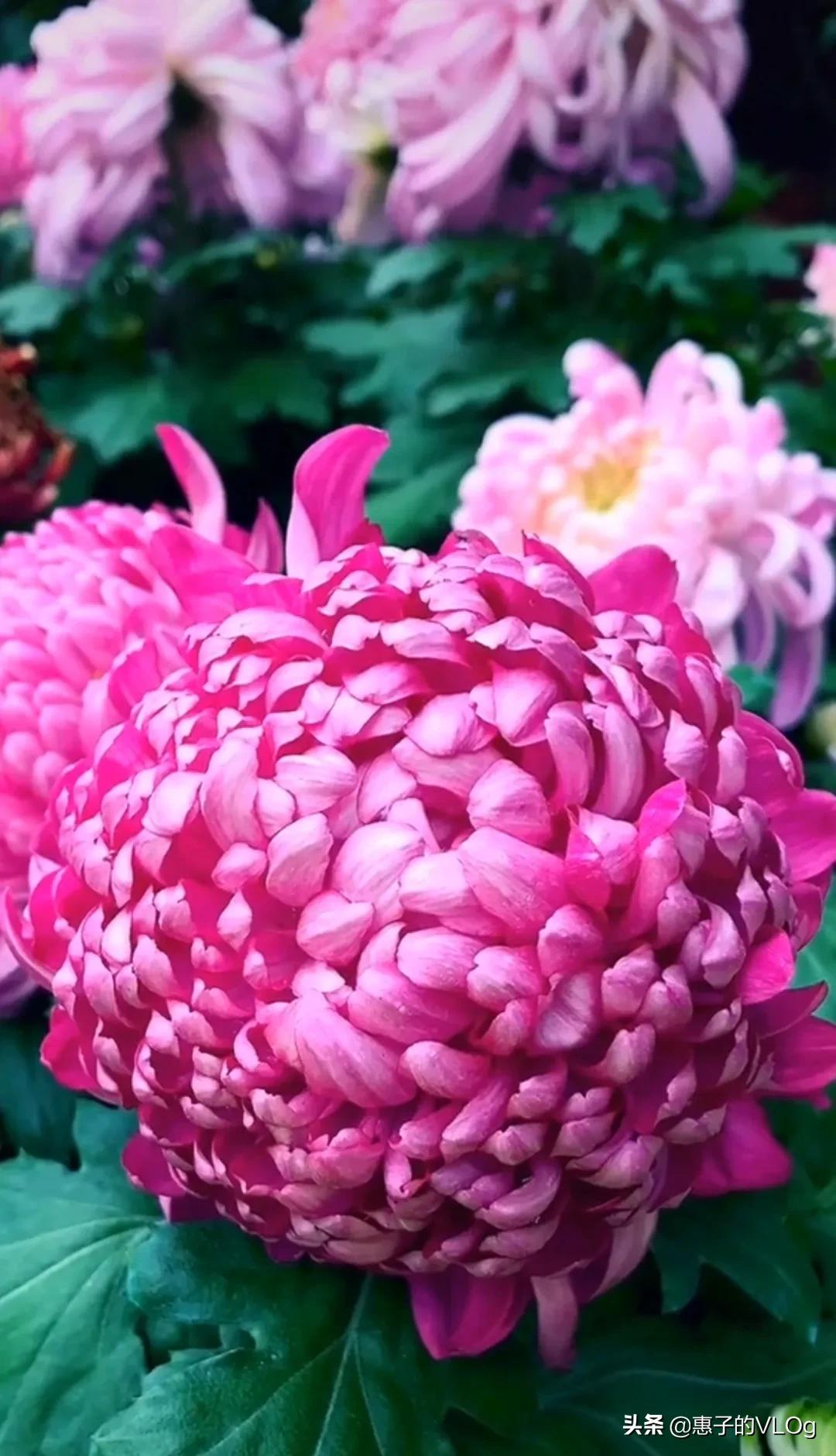 每朵花儿都有它盛开的意义,每一朵花开都有它的意义