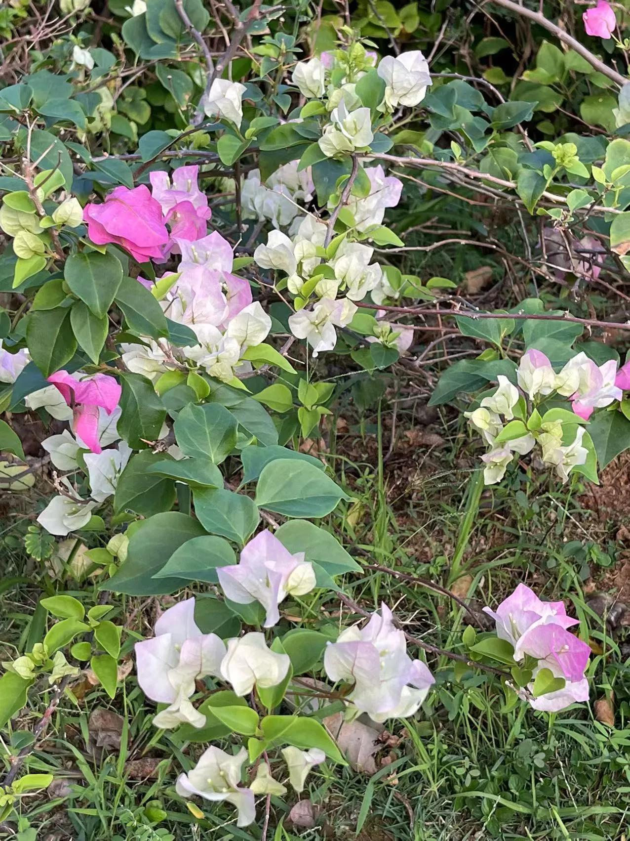 三亚海棠湾海边跑车兜风,三亚太阳湾游记
