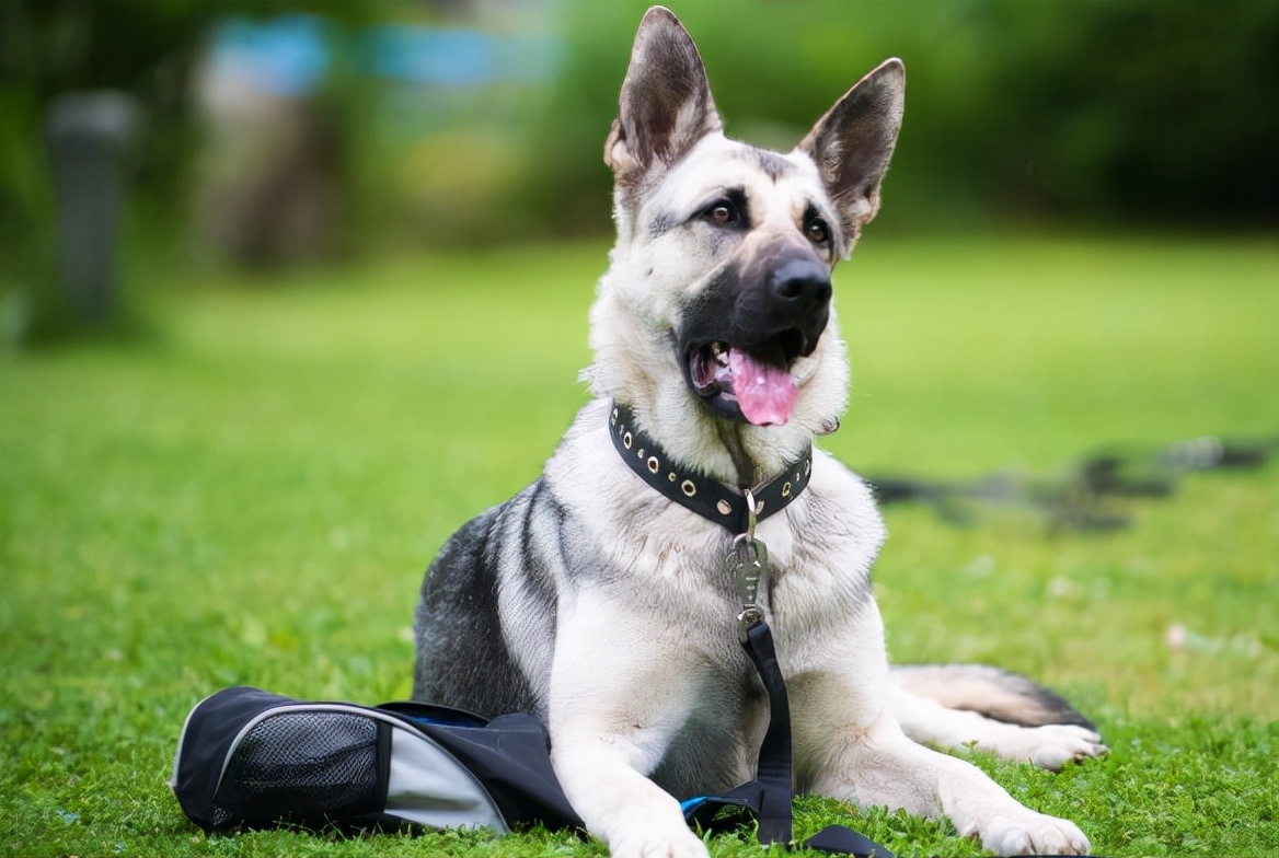 狼青犬有什么优缺点吗,狼青犬好驯服吗