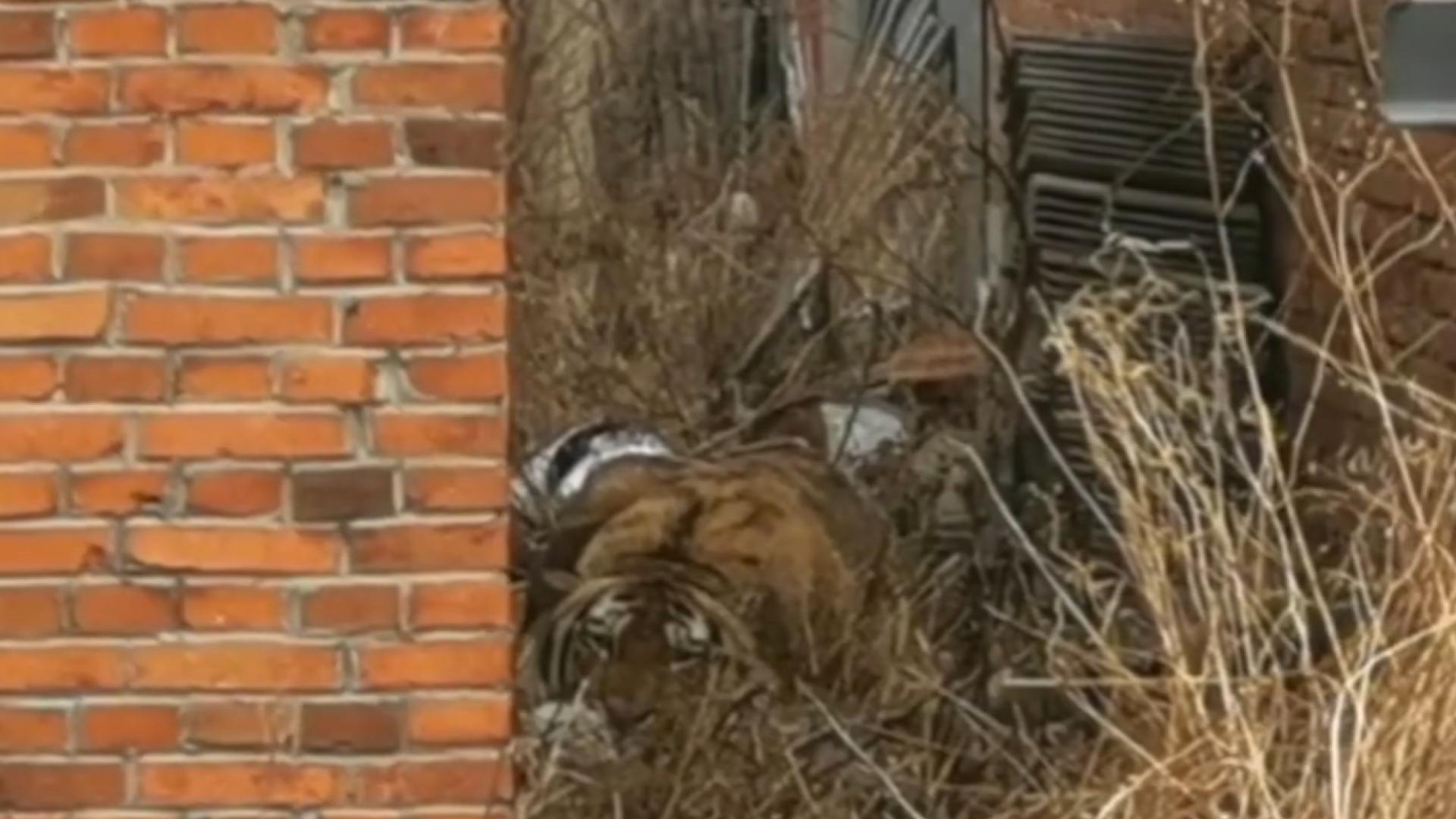 东北虎和东北棕熊谁厉害,东北虎和棕熊体重相同谁厉害