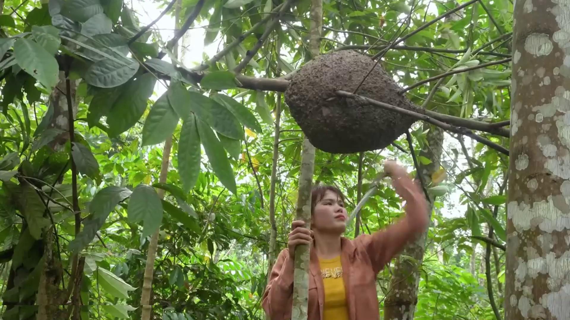 越南女人一个人进山捅黑窝,拿到集市出售,一天能赚500块钱