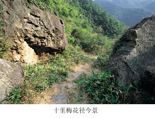 五磊寺的十里梅花径:追寻诗意仙境的心灵之旅