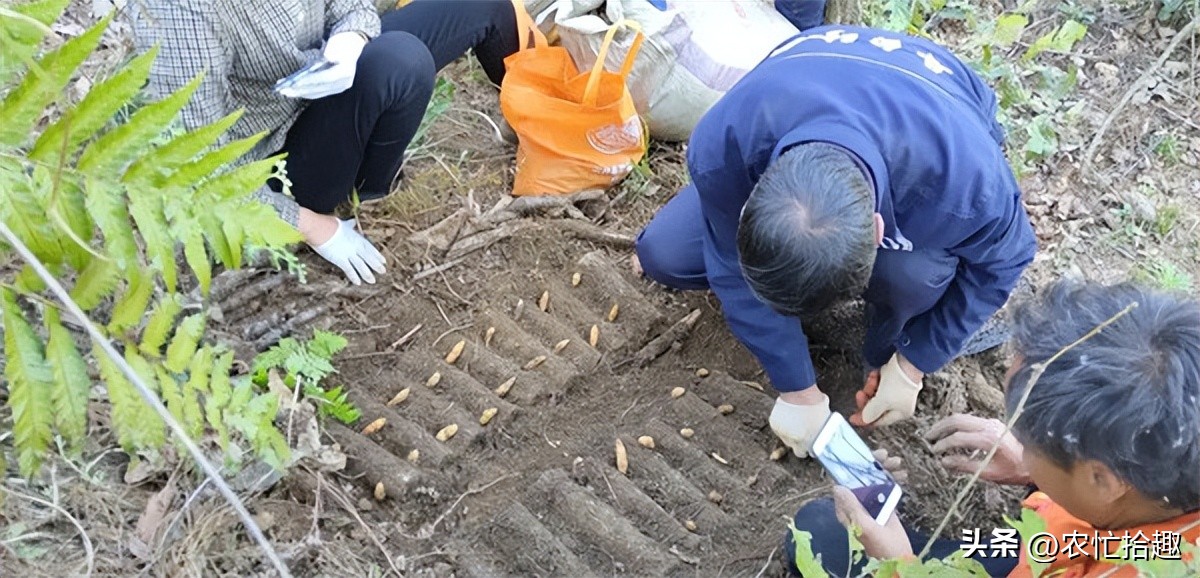野生不能采挖，仍被种到凉凉，价格跌至10年新低，农户陷入亏本