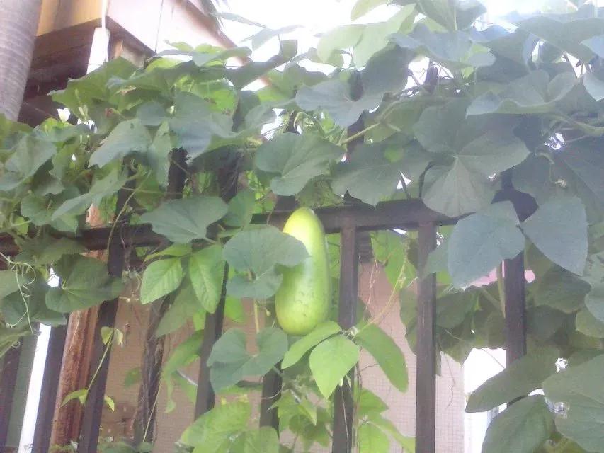 母亲的满头银发,母亲的青春年华