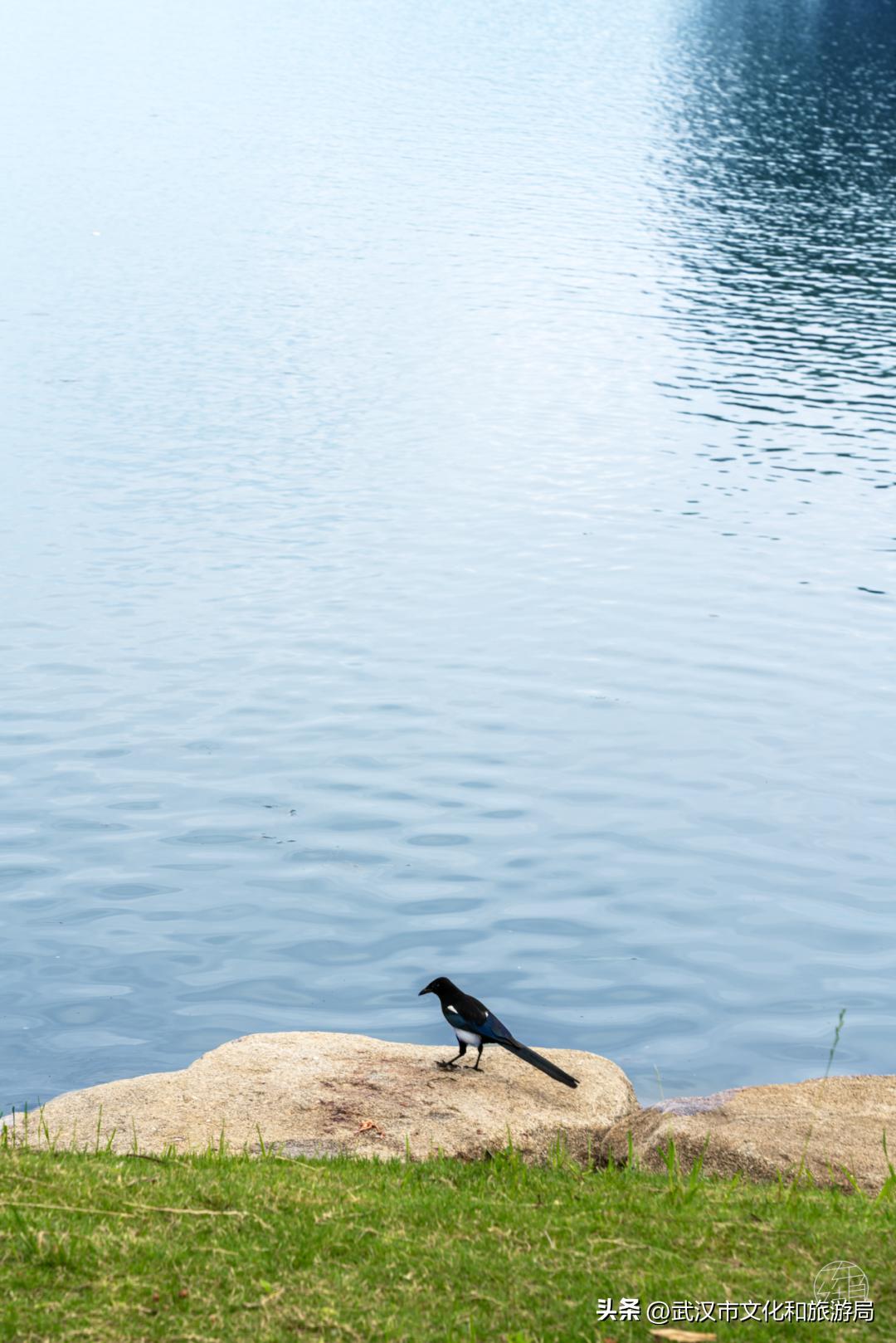 武汉东湖免费看海,武汉看海的最佳地方