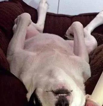 狗狗临近傍晚犯困该怎么干预,狗狗晚上怕黑是怎么回事