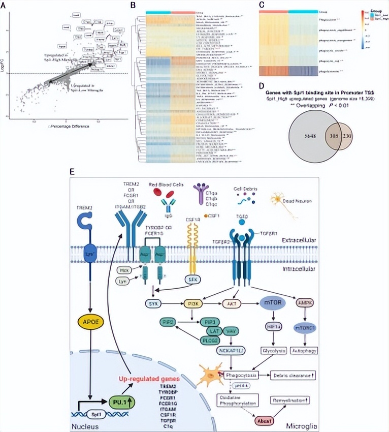 浙江大学虞军团队揭示Spi1是脑出血的潜在关键干预靶点
