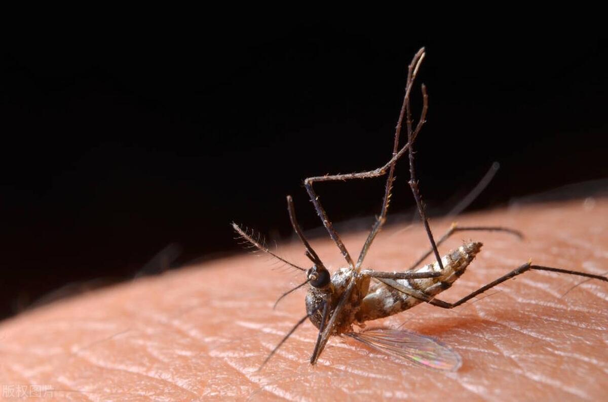 夏天夜里常见的昆虫有哪些,夏天要注意哪些危险昆虫