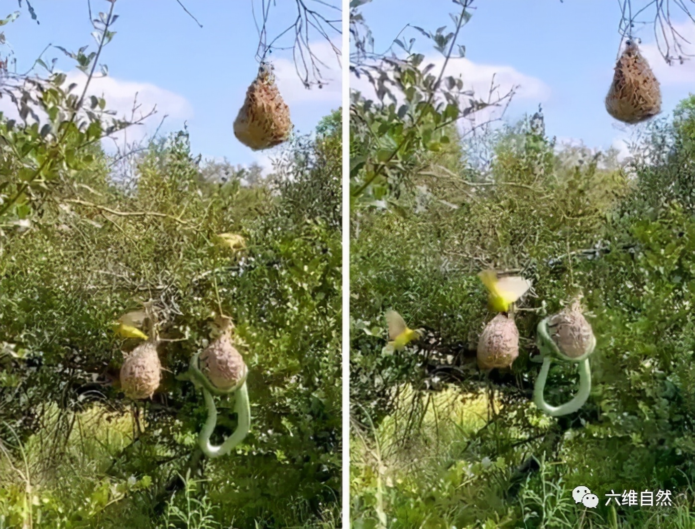 南攀雀鸟巢被蛇成功入侵,蛇袭击大型动物