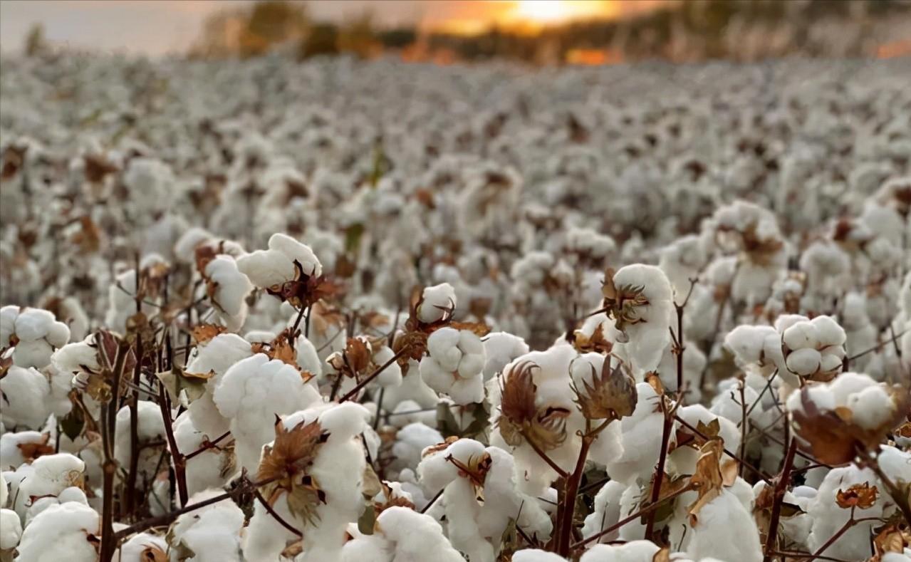 “棉花公主”杨敏德：溢达纺织就是用*疆新**棉，美国人爱买不买