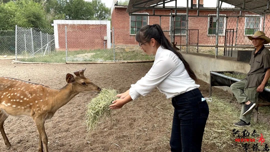 养殖梅花鹿乡村振兴政策,特色乡村养殖致富项目
