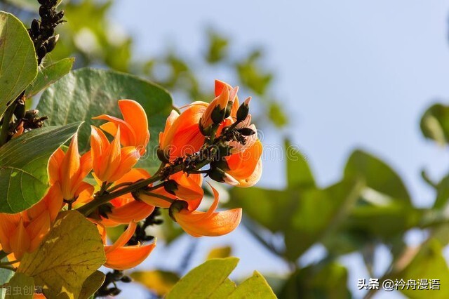 一花一世界一叶一菩提一人一众生,一花一世界一树一菩提一生爱一人