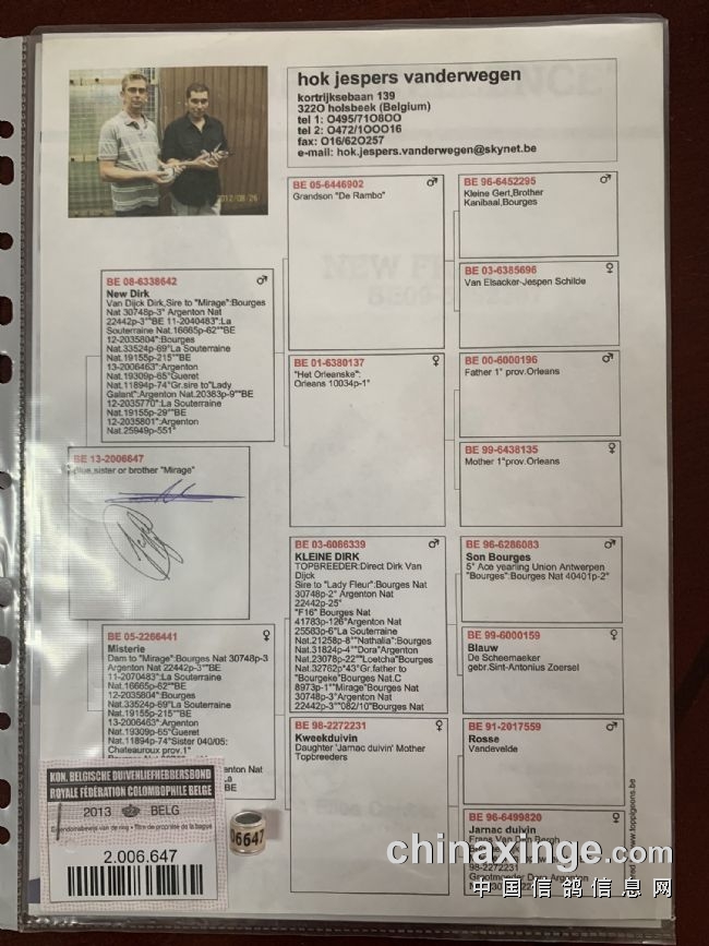 24年开尔冠军血统,小菜鸟申请出战