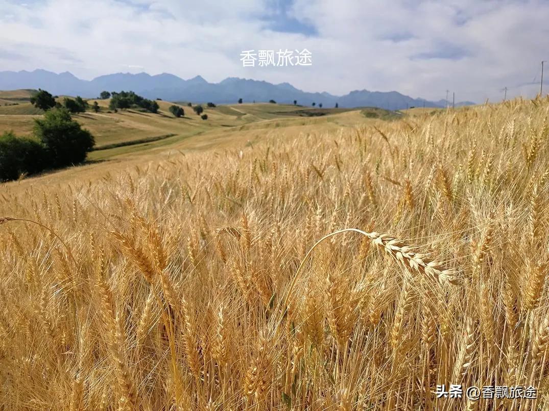 新疆伊犁州江布拉克,新疆奇台江布拉克