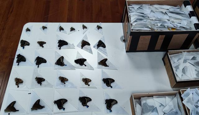 苏州海关查获枚濒危蝴蝶标本,海关查获259管昆虫标本