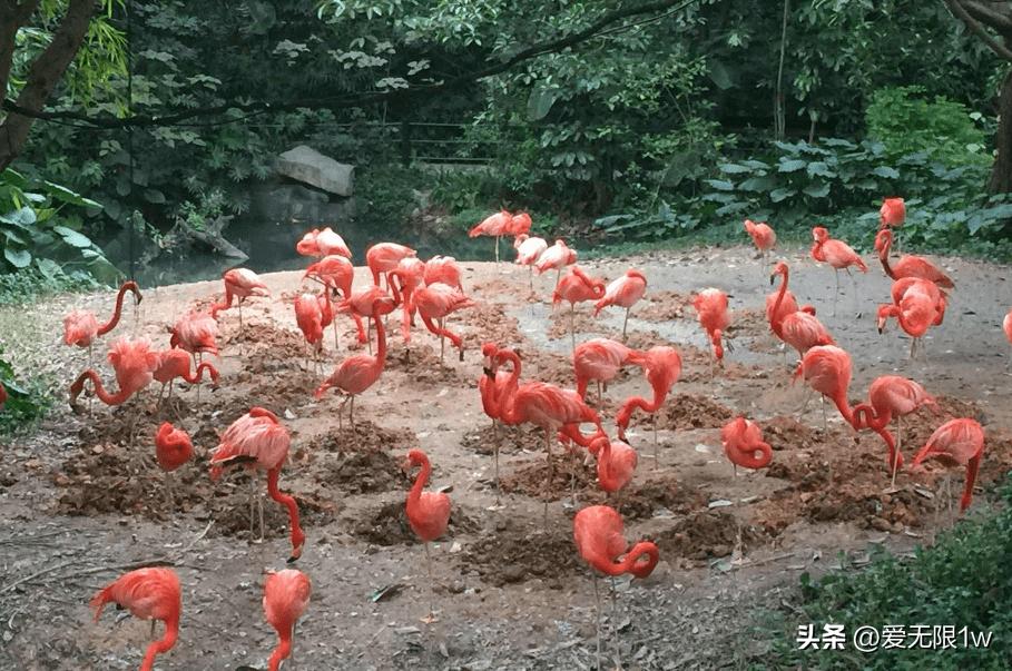 全国最大动物园野生动物,亚洲最大的动物园400多种动物