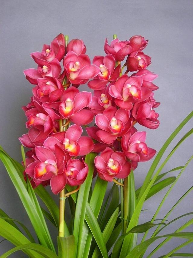 百花齐放春意浓群芳争艳,百花齐放喜迎新春