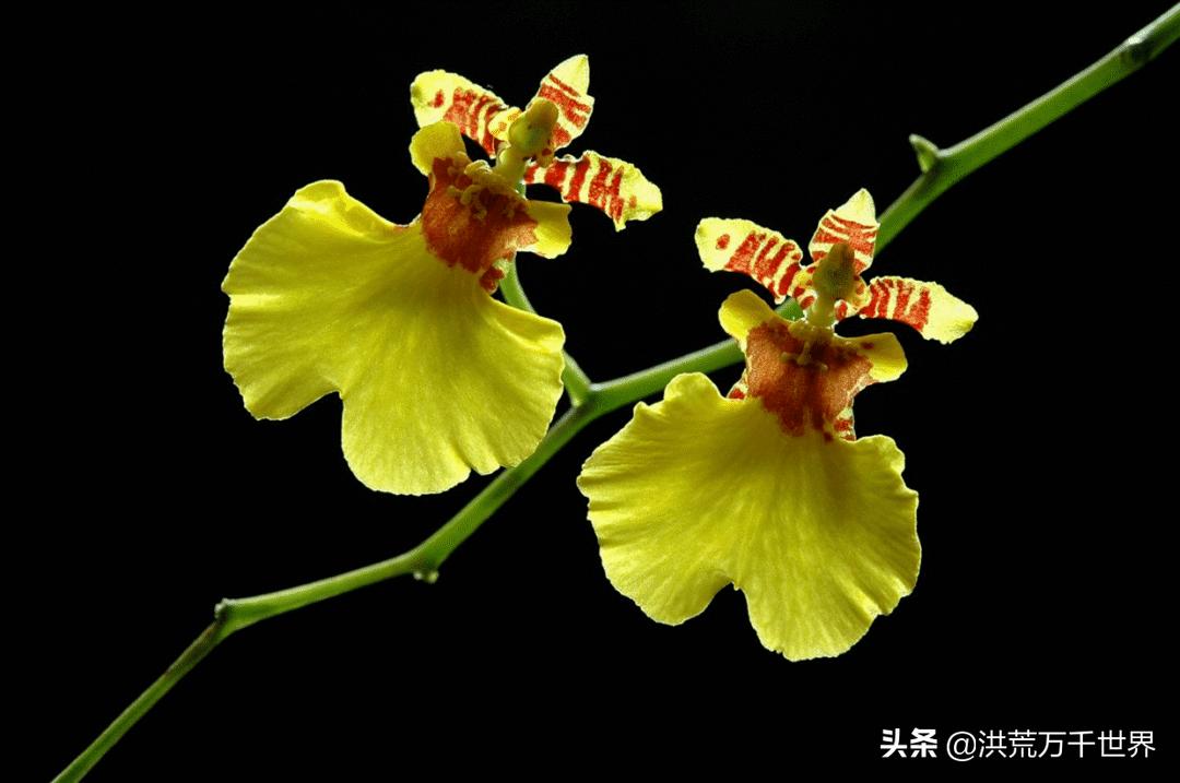 兰花一年开花多少次兰花品种大全,兰花花苞紫红色是什么兰花品种