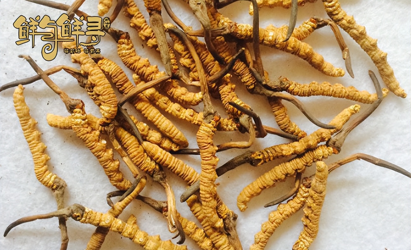 虫草怎么选购好的品种,怎么挑选虫草品牌