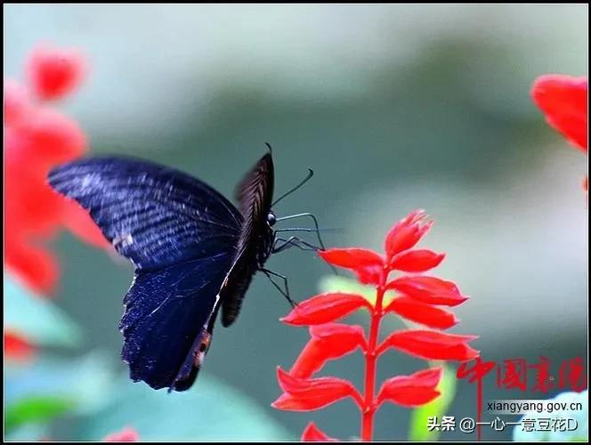 蜂蝶恋花深情版,七律蝶恋花诗词
