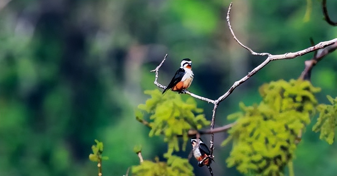 云南有红腿小隼吗,隼是不是最厉害的鸟