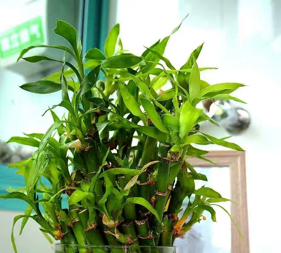 怎么样让水培富贵竹长得茂盛,短粗富贵竹水培方法