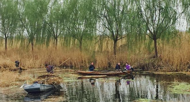 华北平原河流干涸,白洋淀华北淡水湖