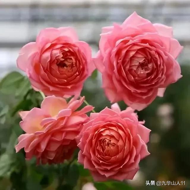 大花浓香勤花的月季品种,大花月季品种介绍大全图片及价格