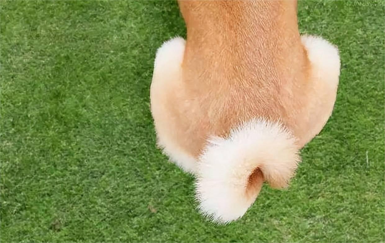 动物在交配前，为啥会先闻对方的屁股，小小肛门释放了多少信息？