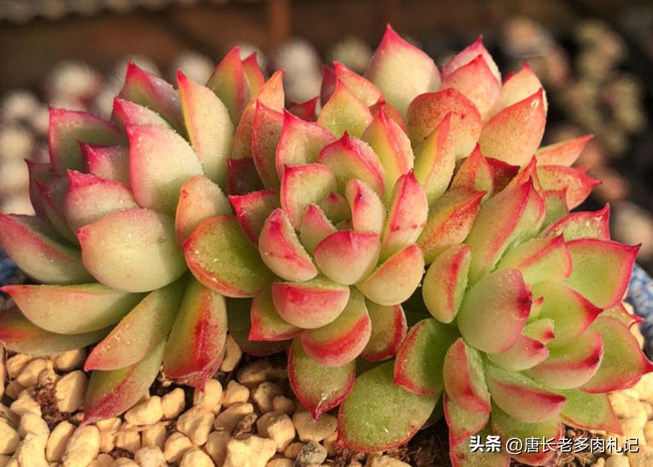 女雏多肉优缺点,多肉女雏一年的变化