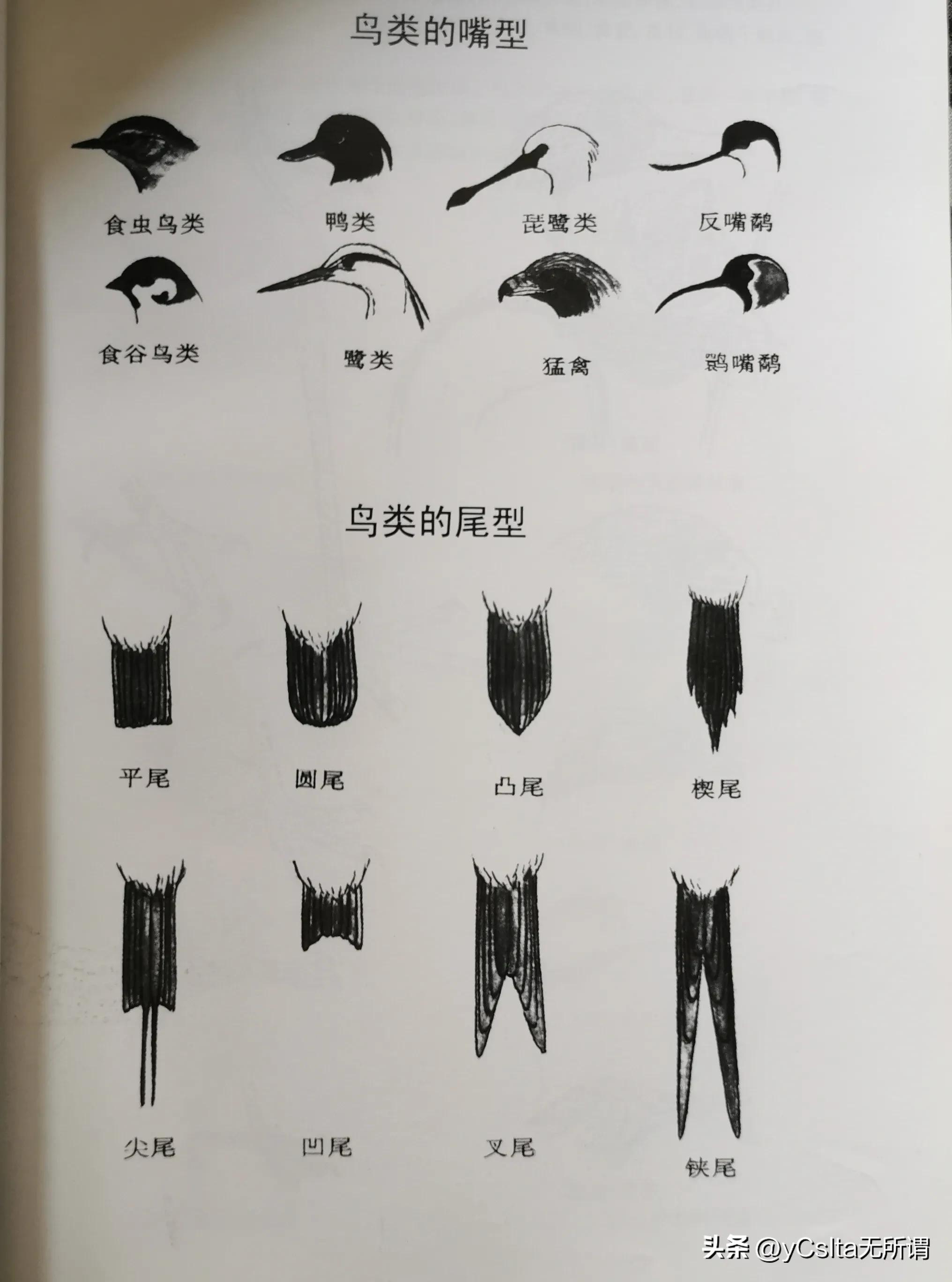 中国东北小兴安岭伊春鸟兽图鉴（鸟类）（一）