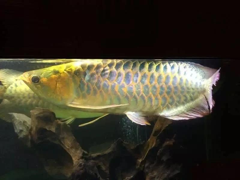 水族爱好者龙鱼,马来买的龙鱼如何带回国内