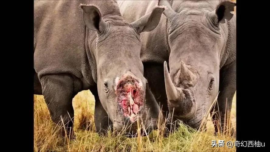 犀牛角的特殊用处,犀牛角有什么特殊用途