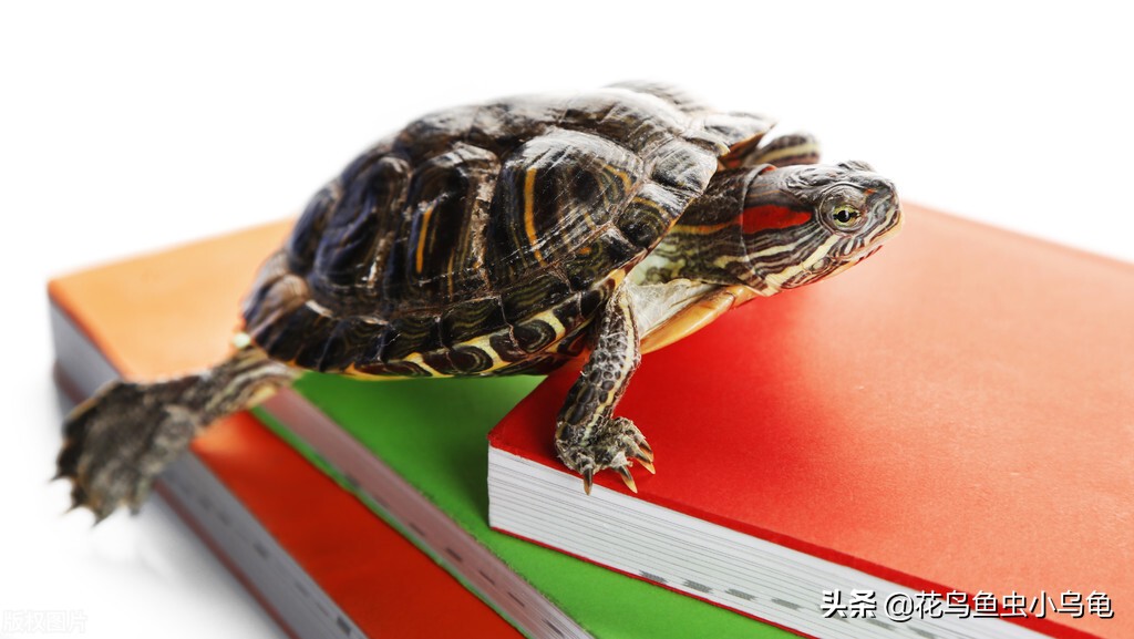 买的小乌龟应该喂什么吃,小乌龟吃什么更合适