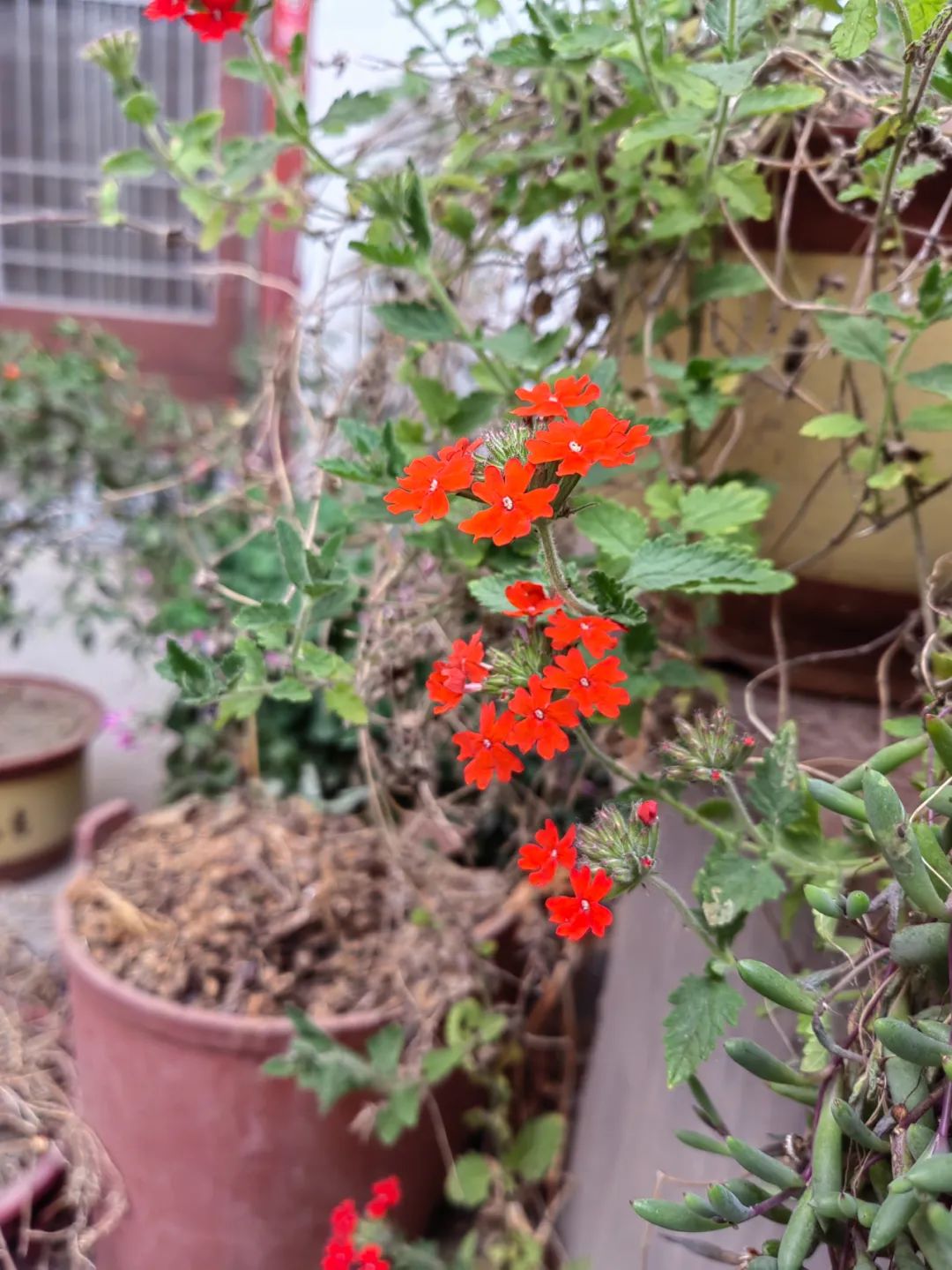 什么草花好看又好养还抗冻,好看又好养的草花名单