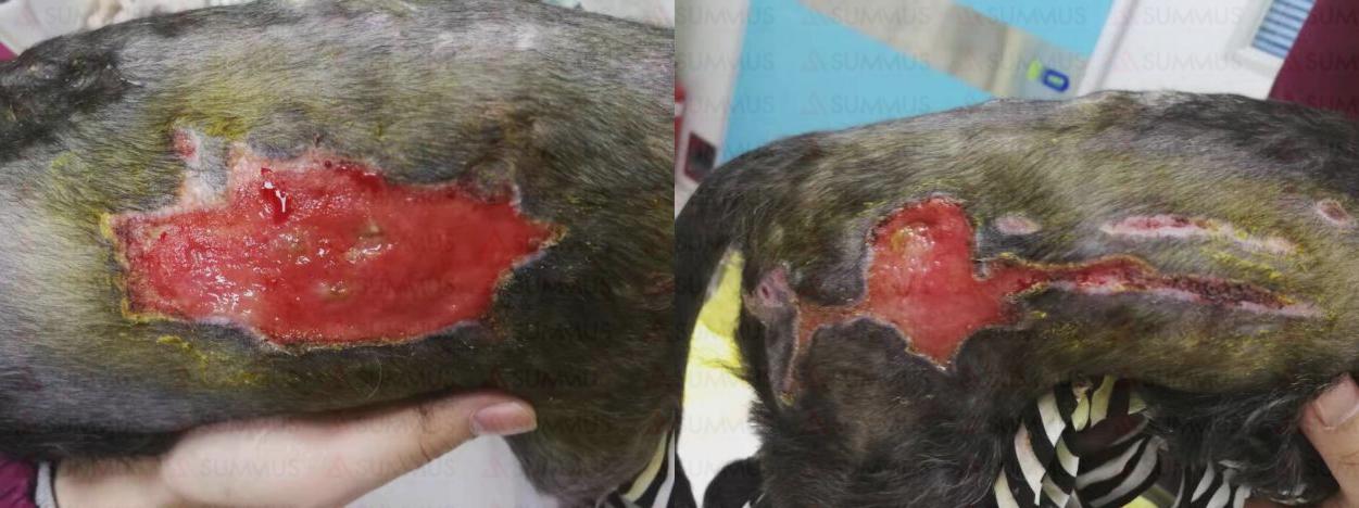 狗狗被烫伤了怎么办？兽医激光治疗仪来帮忙