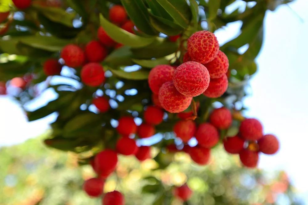荔枝的诗句古诗大全,咏荔枝诗句大全