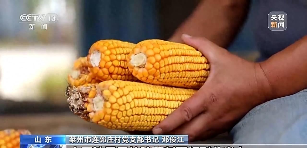 庄稼丰收但无人收割,庄稼丰收但无人收割来自什么俗话