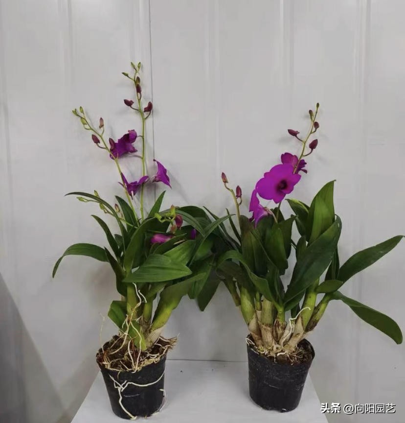 野生石斛在树上如何家养,野生石斛生长环境