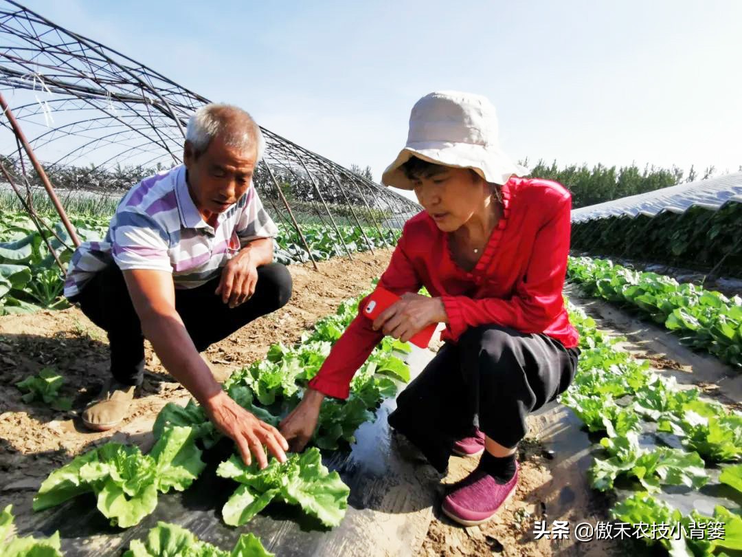 赤霉素适用于什么作物,赤霉素在不同作物上如何使用